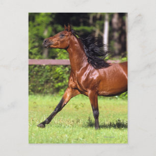 Arab Horse Running 2 Vykort