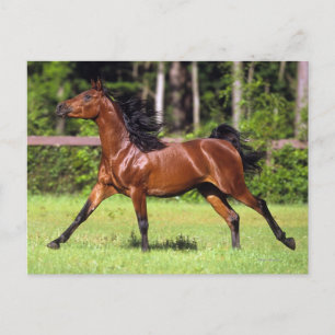 Arab Horse Running 2 Vykort
