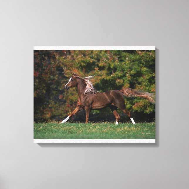 Arab Horse Running i Grassy Fält Canvastryck (Framsida)