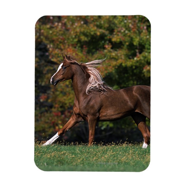 Arab Horse Running i Grassy Fält Magnet (Vertikal)