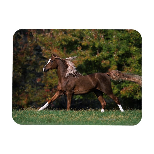 Arab Horse Running i Grassy Fält Magnet (Horisontell)