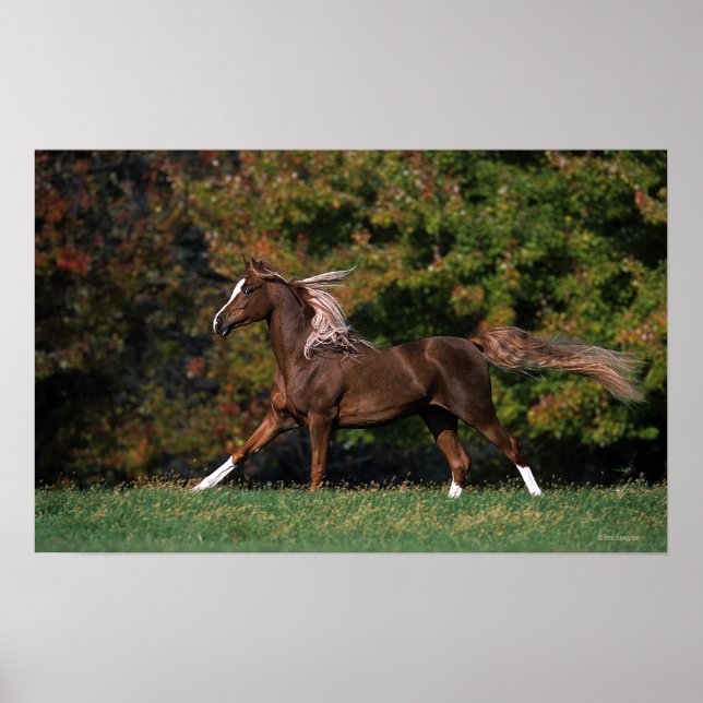 Arab Horse Running i Grassy Fält Poster (Framsidan)