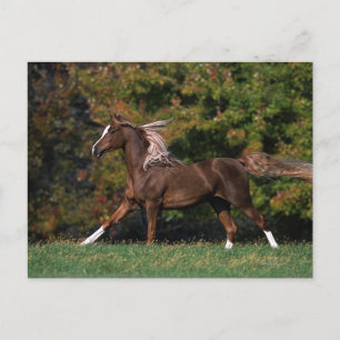 Arab Horse Running i Grassy Fält Vykort