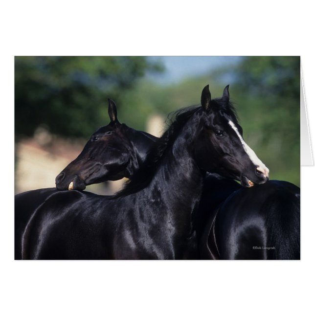 Arab Horse Scratching Hälsningskort (Framsidan Horizontal)