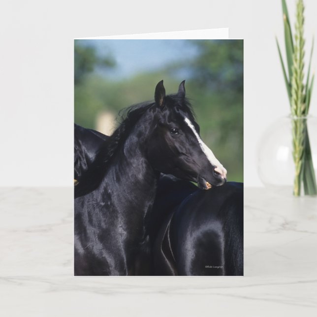 Arab Horse Scratching Kort (Framsida)