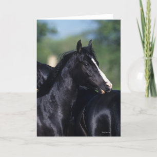 Arab Horse Scratching Kort