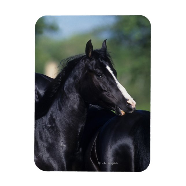 Arab Horse Scratching Magnet (Vertikal)