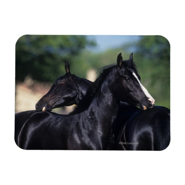 Arab Horse Scratching Magnet (Horisontell)