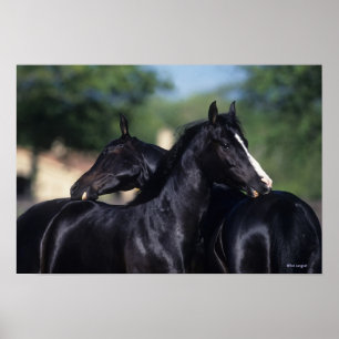 Arab Horse Scratching Poster