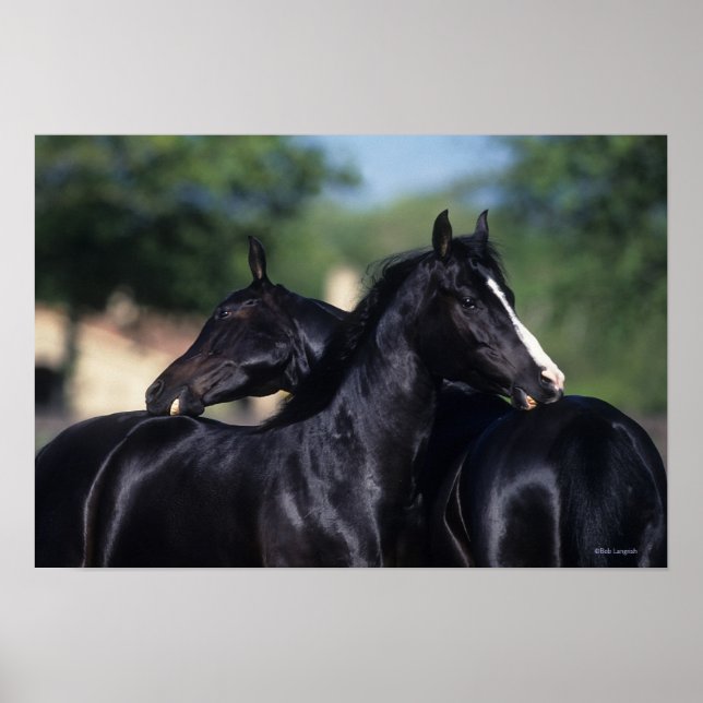 Arab Horse Scratching Poster (Framsidan)