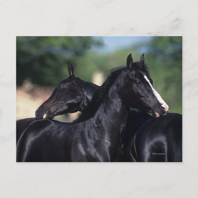 Arab Horse Scratching Vykort (Framsida)