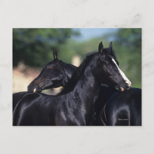 Arab Horse Scratching Vykort