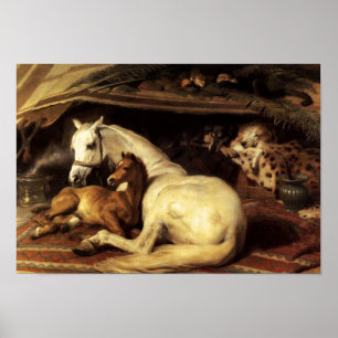 ARAB TÄLT MED HÄSTAR OCH ANDRA DJUR POSTER