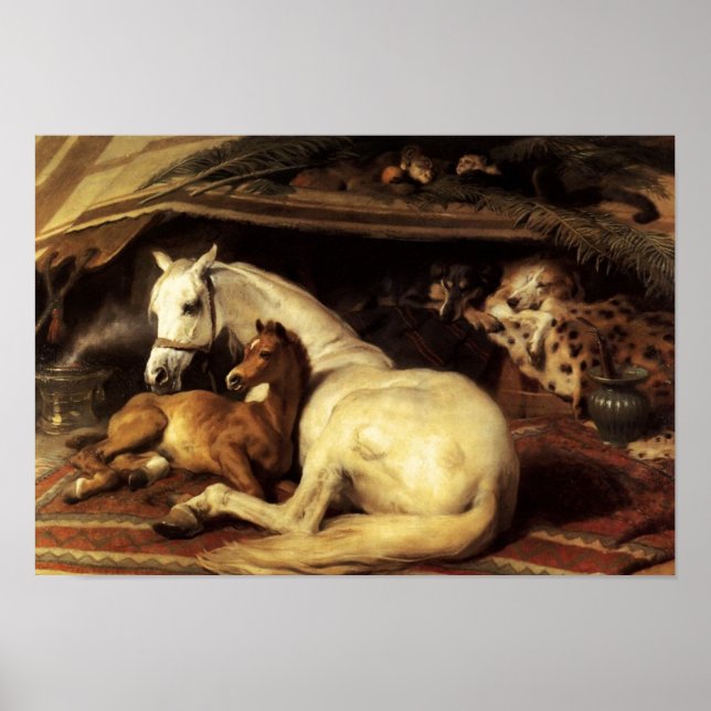 ARAB TÄLT MED HÄSTAR OCH ANDRA DJUR POSTER (Framsidan)