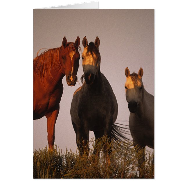 Araber i Sunset Hälsningskort (Framsidan)