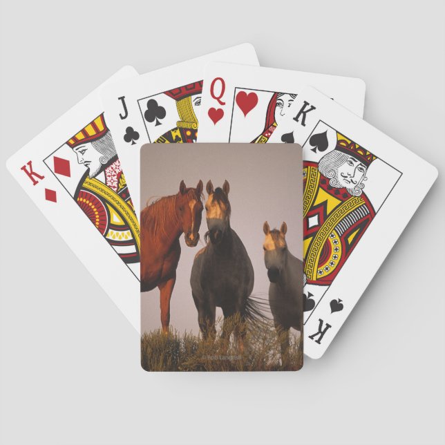 Araber i Sunset Kortlek (Baksidan)