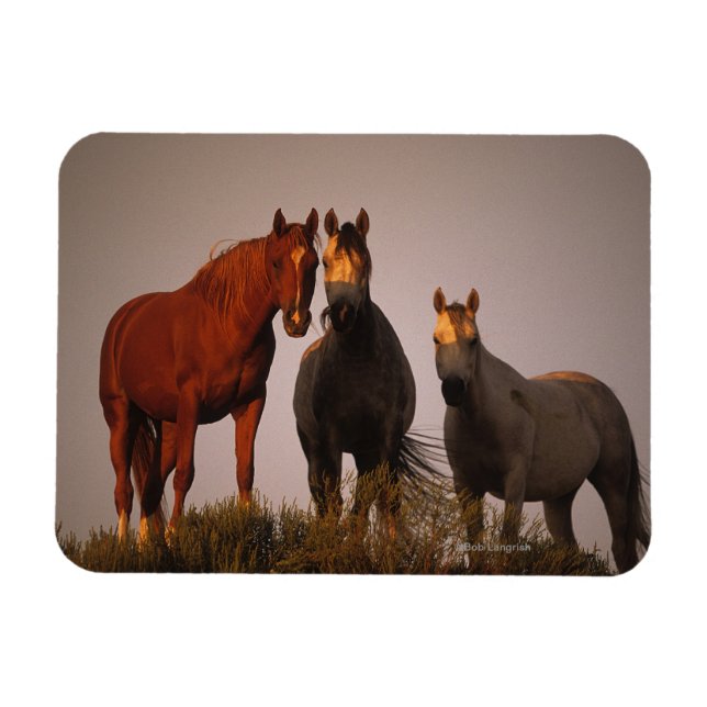 Araber i Sunset Magnet (Horisontell)