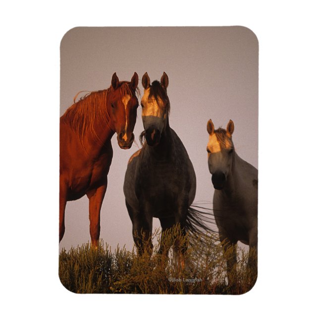 Araber i Sunset Magnet (Vertikal)