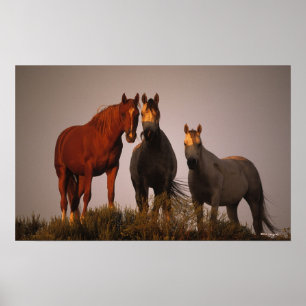 Araber i Sunset Poster