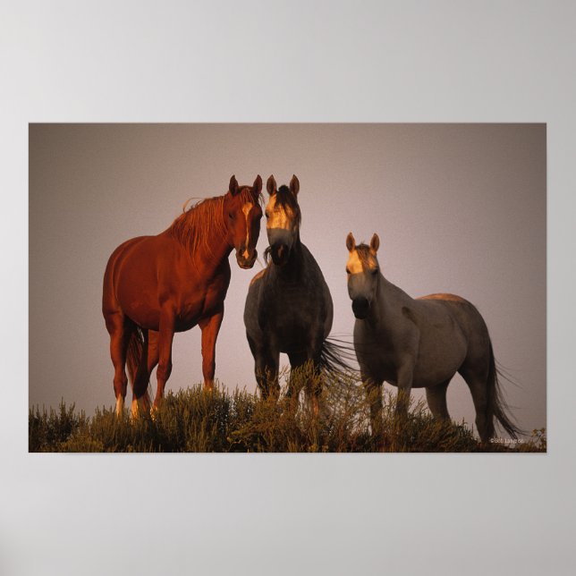 Araber i Sunset Poster (Framsidan)