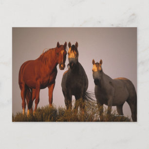 Araber i Sunset Vykort