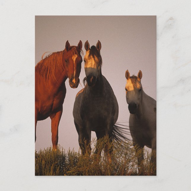 Araber i Sunset Vykort (Framsida)