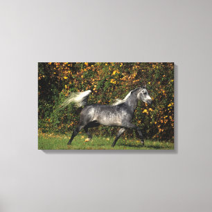 Araber Running: Hösten Canvastryck