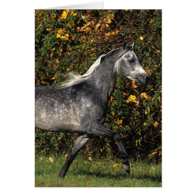 Araber Running: Hösten Hälsningskort (Framsidan)