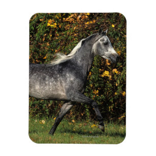 Araber Running: Hösten Magnet