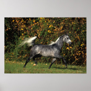 Araber Running: Hösten Poster