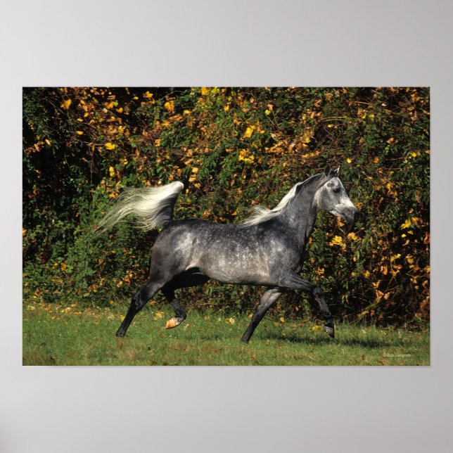 Araber Running: Hösten Poster (Framsidan)