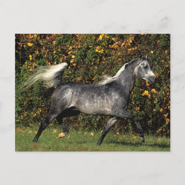 Araber Running: Hösten Vykort (Framsida)