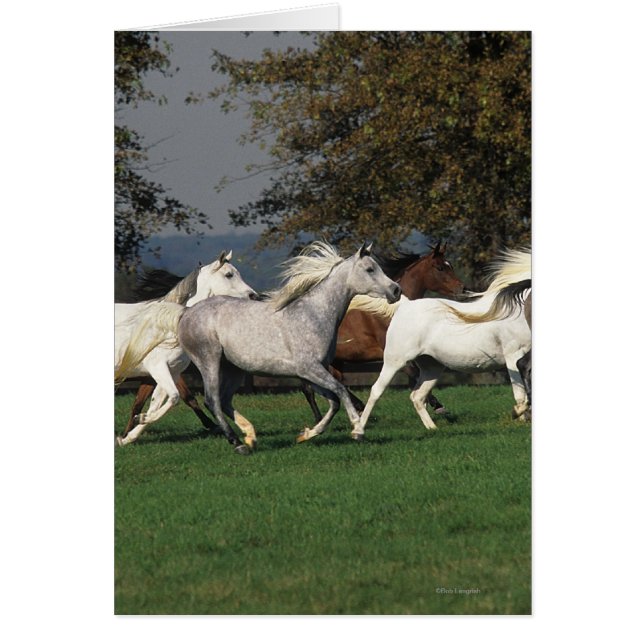 Araber som går i Fält Hälsningskort (Framsidan)