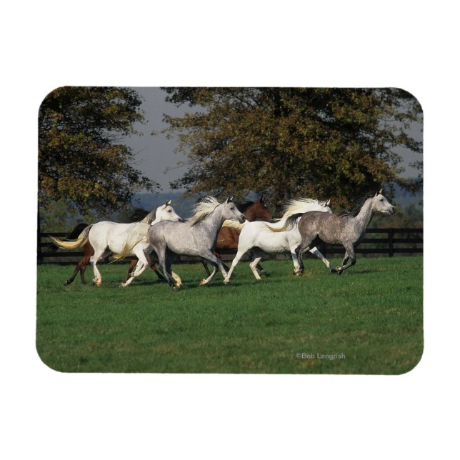 Araber som går i Fält Magnet (Horisontell)