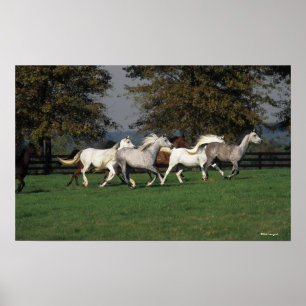 Araber som går i Fält Poster