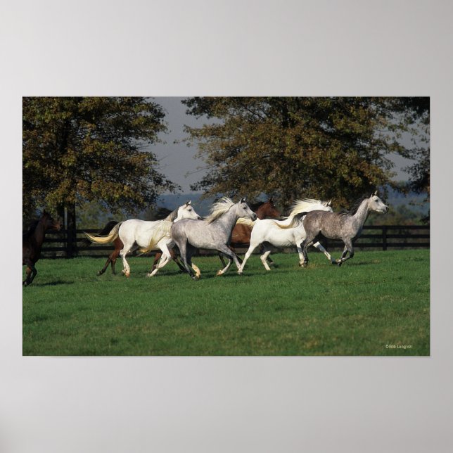 Araber som går i Fält Poster (Framsidan)