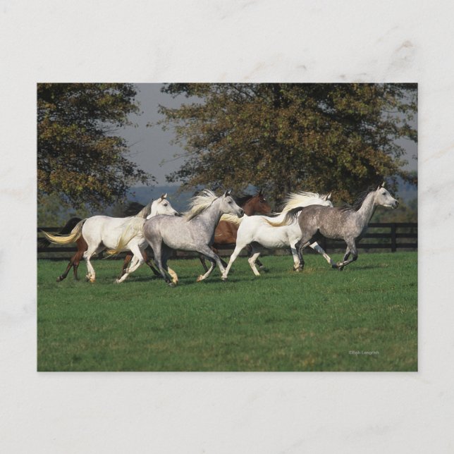 Araber som går i Fält Vykort (Framsida)