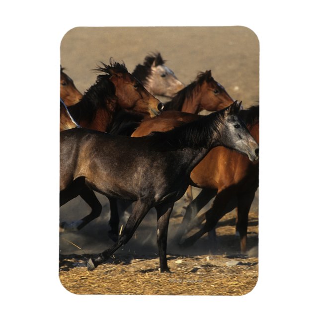 Araber som springer i öknen magnet (Vertikal)