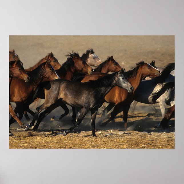 Araber som springer i öknen poster (Framsidan)