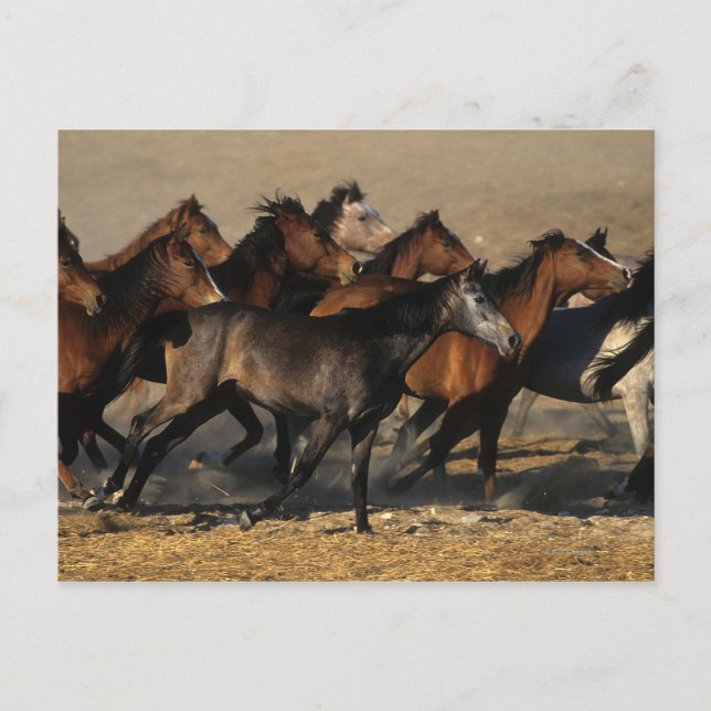 Araber som springer i öknen vykort (Framsida)