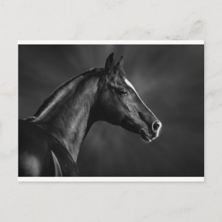 Arabfoal Vykort