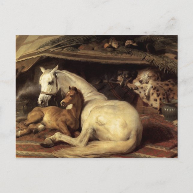 Arabförbundet Tält Edwin Landseer Vykort (Framsida)