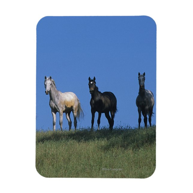 Arabgruppen Magnet (Vertikal)