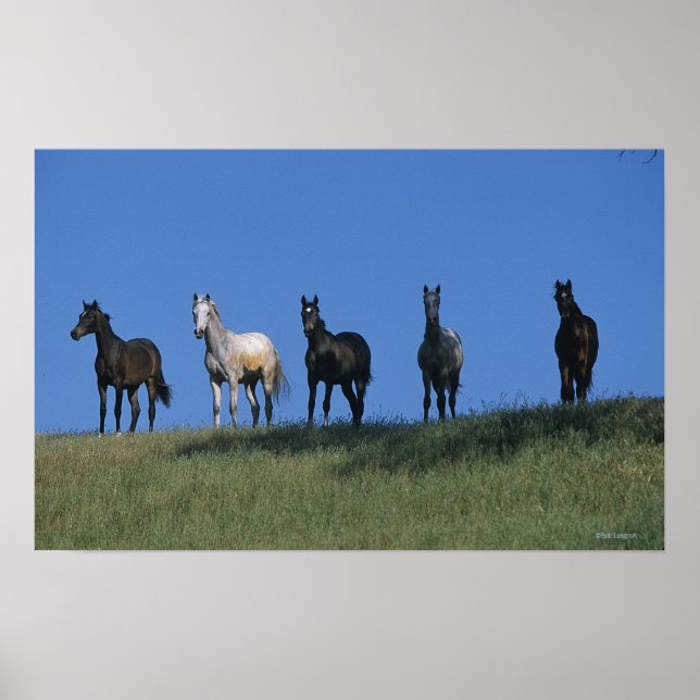 Arabgruppen Poster (Framsidan)