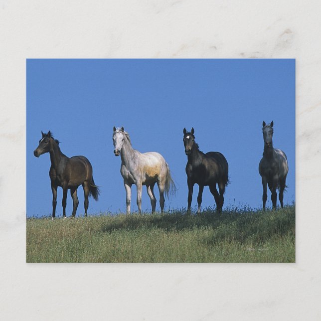 Arabgruppen Vykort (Framsida)