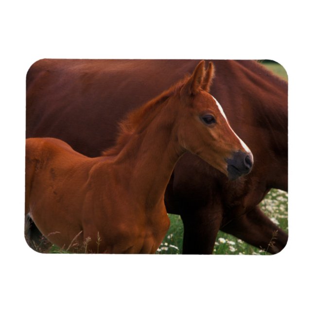 Arabhäst nära mamma magnet (Horisontell)