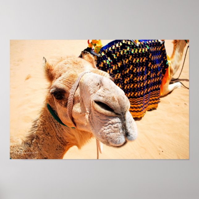 Arabian Dromedary Camel Poster (Framsidan)