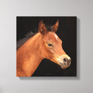 Arabian Filly Canvastryck
