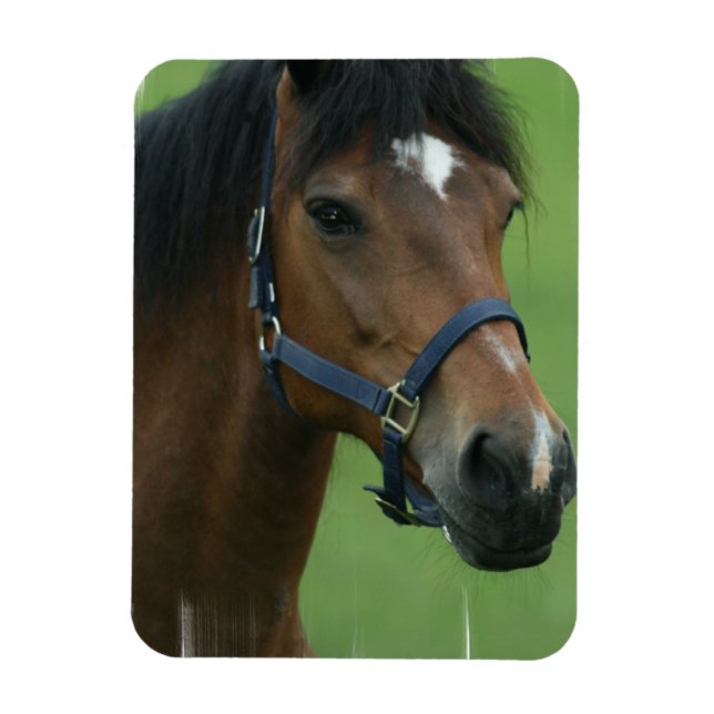 Arabian Horse Bilder Magnet (Vertikal)