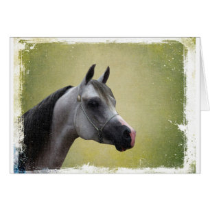 Arabian Horse Grunge Hälsningskort